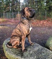 Boomer 57 kg (Willi)