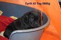 Cyrill 27.02