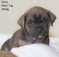 Daisy 34ter Tag