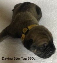 Davina 6ter Tag 660g