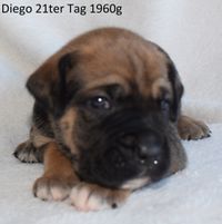 21 Diego 1960g