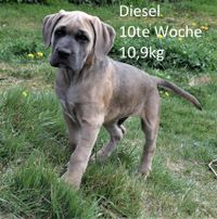 Diesel_4