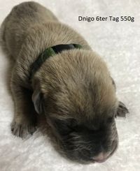 Dingo 6ter Tag 550g