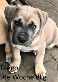 Dingo