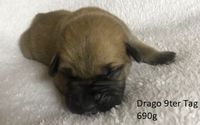 Drago 9ter Tag 690g