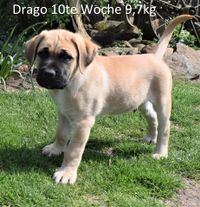 Drago_4